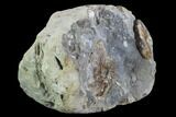 Hoploscaphites Ammonite Association - South Dakota #98736-4